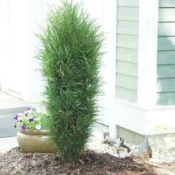 Fine Line® Improved Rhamnus -Great Garden Plants Shop rhamnus fine line improved 3 sw