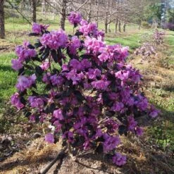 Black Hat® Rhododendron -Great Garden Plants Shop rhododendron black hat 1 cb6fd0bf 61f4 4683 bf52 5f71b24819e0 sw