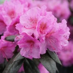 Black Hat® Rhododendron