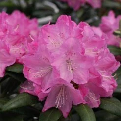 Dandy Man® Pink Rhododendron 2 Dandy Man® Pink Rhododendron -Great Garden Plants Shop rhododendron dandy man pink 1 sw