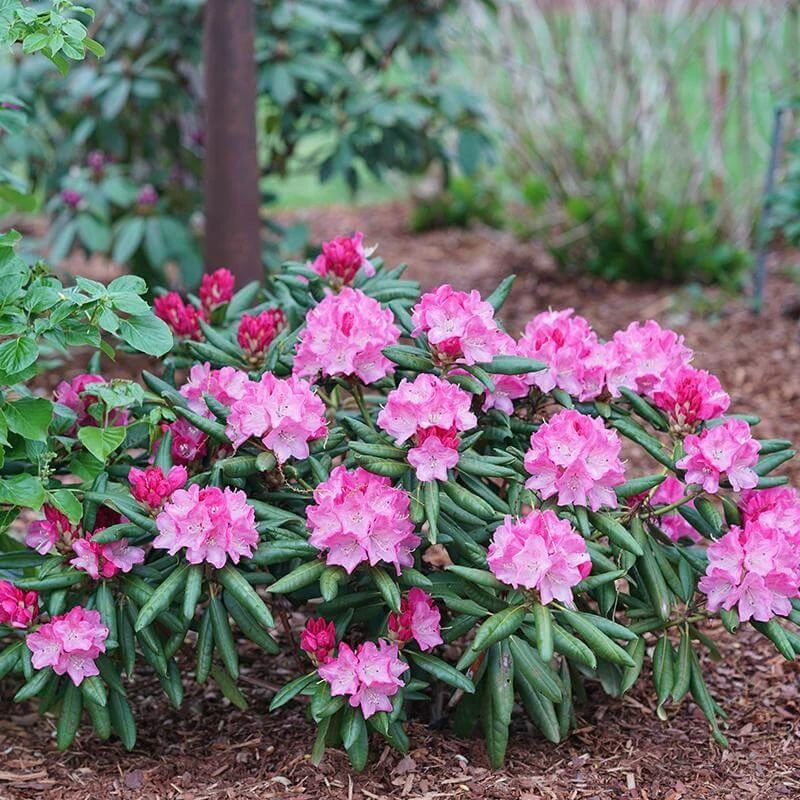 Dandy Man® Pink Rhododendron Dandy Man® Pink Rhododendron -Great Garden Plants Shop rhododendron dandy man pink 3 sw