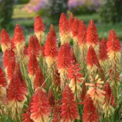 Pyromania™ 'Rockets Red Glare' Red Hot Poker -Great Garden Plants Shop rockets red glare red hot poker 2
