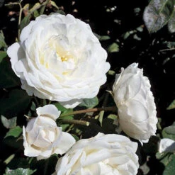 Cloud 10™ Climbing Rose -Great Garden Plants Shop rosa cloud 10 3 P sw