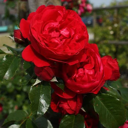 Florentina™ Climbing Rose Florentina™ Climbing Rose -Great Garden Plants Shop rosa florentina 1 P sw