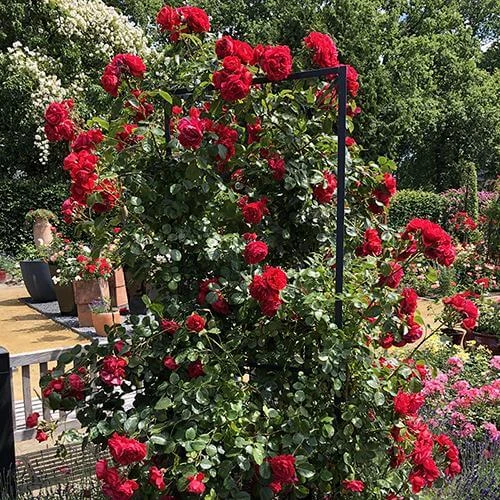Florentina™ Climbing Rose Florentina™ Climbing Rose -Great Garden Plants Shop rosa florentina 2 P sw
