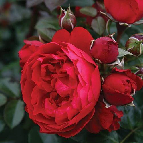 Florentina™ Climbing Rose Florentina™ Climbing Rose -Great Garden Plants Shop rosa florentina 3 P sw