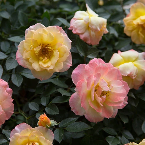 Oso Easy Italian Ice® Rose Oso Easy Italian Ice® Rose -Great Garden Plants Shop rosa oso easy italian ice 2 P