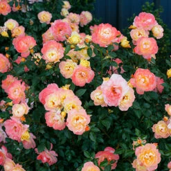 Oso Easy Italian Ice® Rose 2 Oso Easy Italian Ice® Rose -Great Garden Plants Shop rosa oso easy italian ice 3 P