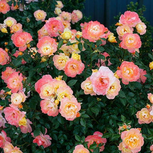 Oso Easy Italian Ice® Rose Oso Easy Italian Ice® Rose -Great Garden Plants Shop rosa oso easy italian ice 3 P