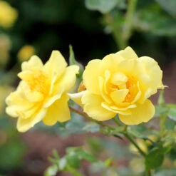 Oso Easy® Rose Collection -Great Garden Plants Shop rosa oso easy lemon zest 4