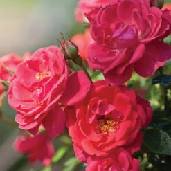 Oso Easy® Rose Collection -Great Garden Plants Shop rosa oso easy mango salsa 5