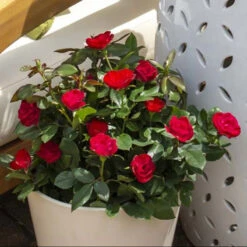Petite Knock Out® Rose -Great Garden Plants Shop rosa petite knock out 3 P