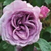 Quicksilver™ Climbing Rose