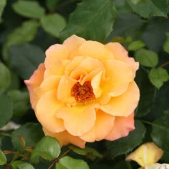Suñorita® Rose -Great Garden Plants Shop rosa sunorita rose 4 P