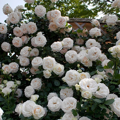 White Eden® Climbing Rose White Eden® Climbing Rose -Great Garden Plants Shop rosa white eden 1 P