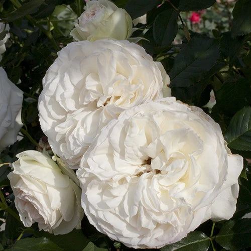 White Eden® Climbing Rose White Eden® Climbing Rose -Great Garden Plants Shop rosa white eden 2 P