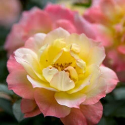 Oso Easy® Rose Collection -Great Garden Plants Shop rosa oso easy italian ice 1