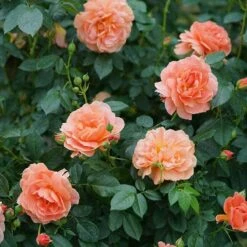 At Last® Rose -Great Garden Plants Shop rose at last 5 1378cb08 c8a9 4fff b785 ba8e03f8e03f sw