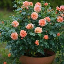 At Last® Rose -Great Garden Plants Shop rose at last 6 6442da98 63e6 4e17 9aa7 aba4220647ea sw