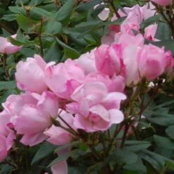Blushing Knock Out® Rose -Great Garden Plants Shop rose blushing knock out 3 sw