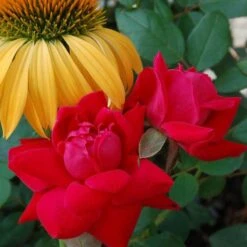 Double Knock Out® Rose -Great Garden Plants Shop rose double knock out 2 sw
