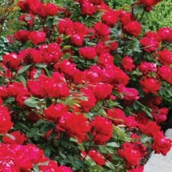 Double Knock Out® Rose -Great Garden Plants Shop rose double knock out 4 sw