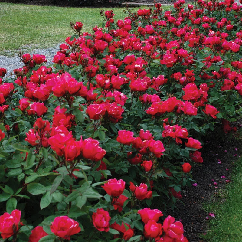 Knock Out® Rose Knock Out® Rose -Great Garden Plants Shop rose knock out 1