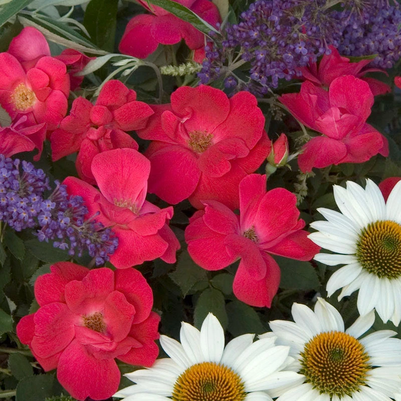 Knock Out® Rose Knock Out® Rose -Great Garden Plants Shop rose knock out 2