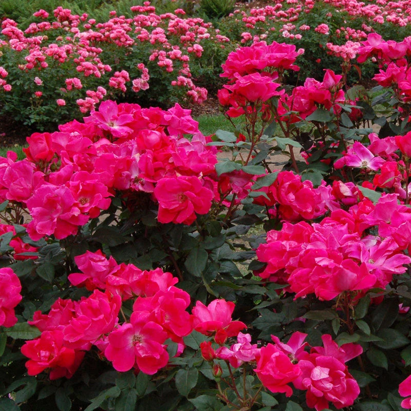 Knock Out® Rose Knock Out® Rose -Great Garden Plants Shop rose knock out 3