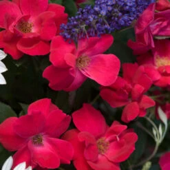 Knock Out® Rose 3 Knock Out® Rose -Great Garden Plants Shop rose knock out 4