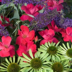 Knock Out® Rose 6 Knock Out® Rose -Great Garden Plants Shop rose knock out 7