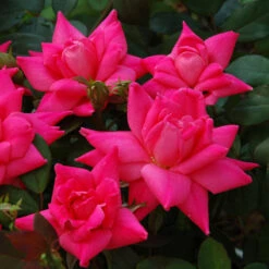 Pink Double Knock Out® Rose -Great Garden Plants Shop rose pink double knock out 3