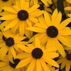 Butterfly Garden Collection -Great Garden Plants Shop rudbeckia goldsturm black eyed susan 1 b3037281 7c3f 4bff 9294 cd6e3503b693