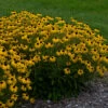 'American Gold Rush' Black-Eyed Susan (Rudbeckia)