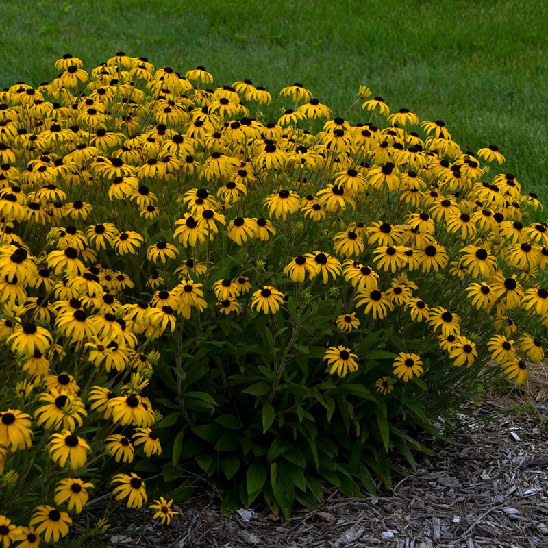 'American Gold Rush' Black-Eyed Susan (Rudbeckia) 'American Gold Rush' Black-Eyed Susan (Rudbeckia) -Great Garden Plants Shop rudbeckia american gold rush pp28498 cpbraf 0000 high res