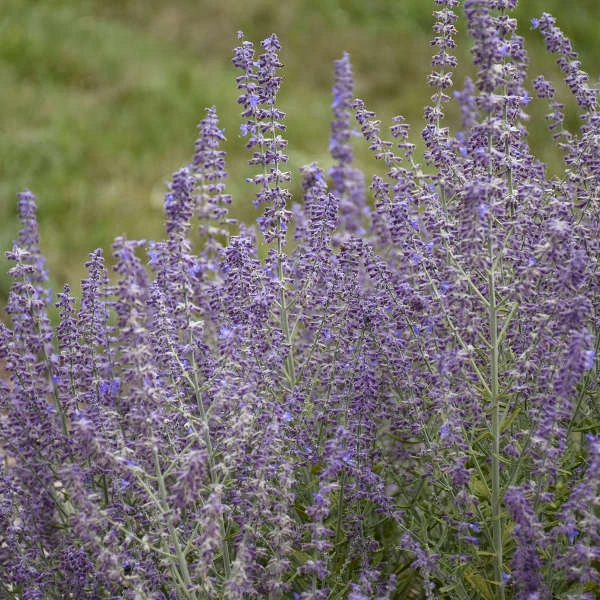 'Sage Advice' Russian Sage 'Sage Advice' Russian Sage -Great Garden Plants Shop sage advice russian sage 1