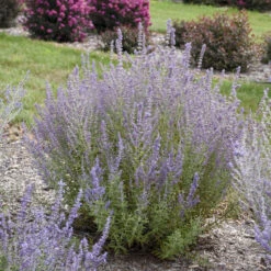 'Sage Advice' Russian Sage 2 'Sage Advice' Russian Sage -Great Garden Plants Shop sage advice russian sage 2