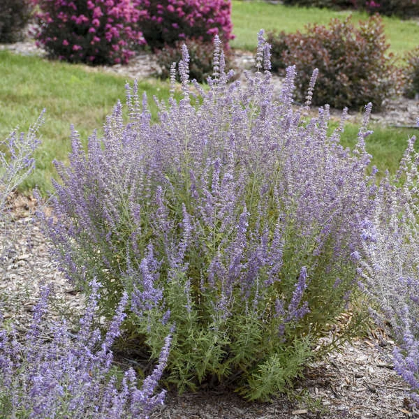 'Sage Advice' Russian Sage 'Sage Advice' Russian Sage -Great Garden Plants Shop sage advice russian sage 2