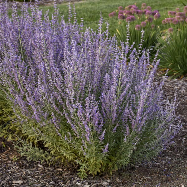 'Sage Advice' Russian Sage 'Sage Advice' Russian Sage -Great Garden Plants Shop sage advice russian sage 3