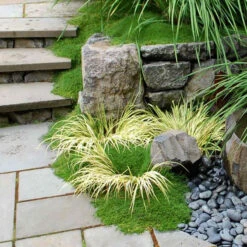 Irish Moss 2 Irish Moss -Great Garden Plants Shop sagina subulata irish moss 3