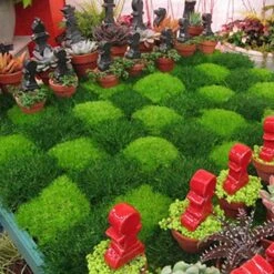 Irish Moss 3 Irish Moss -Great Garden Plants Shop sagina subulata irish moss 4