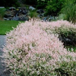 'Hakuro Nishiki' Dappled Willow -Great Garden Plants Shop salix integra hakuro nishiki willow 5 sw