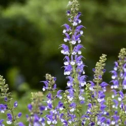 Color Spires® 'Azure Snow' Salvia -Great Garden Plants Shop salvia azure snow 2 sw