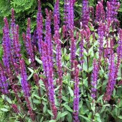 'Caradonna' Salvia -Great Garden Plants Shop salvia caradonna 2