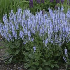 Color Spires® 'Crystal Blue' Salvia