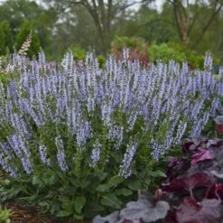 Color Spires® 'Crystal Blue' Salvia 2 Color Spires® 'Crystal Blue' Salvia -Great Garden Plants Shop salvia crystal blue 2 sw