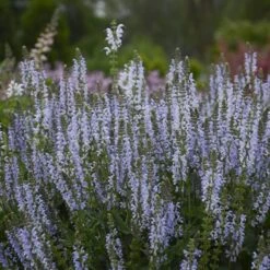 Color Spires® 'Crystal Blue' Salvia 3 Color Spires® 'Crystal Blue' Salvia -Great Garden Plants Shop salvia crystal blue 3 sw