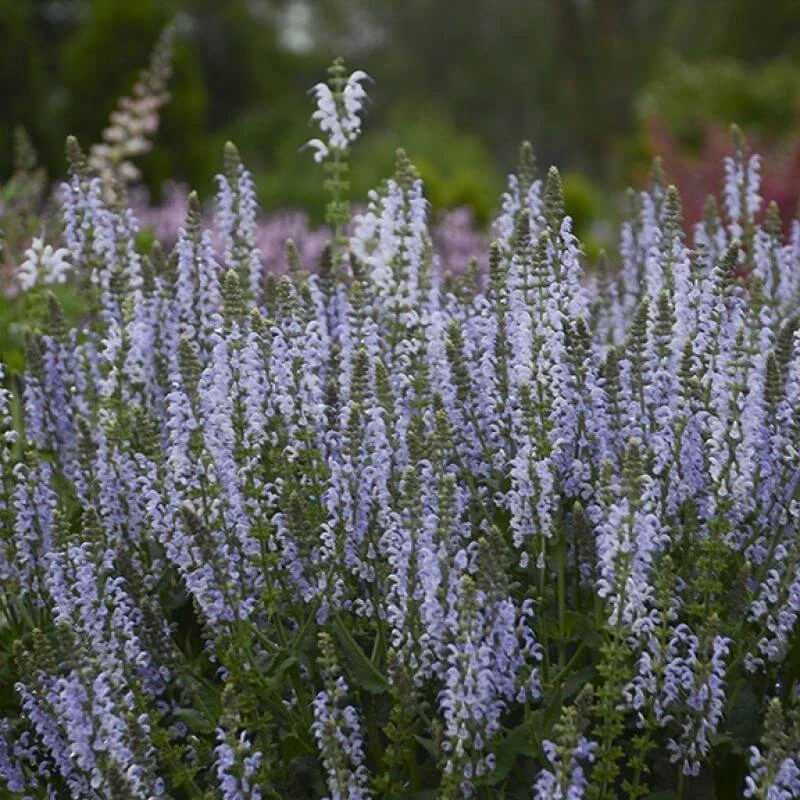 Color Spires® 'Crystal Blue' Salvia Color Spires® 'Crystal Blue' Salvia -Great Garden Plants Shop salvia crystal blue 3 sw