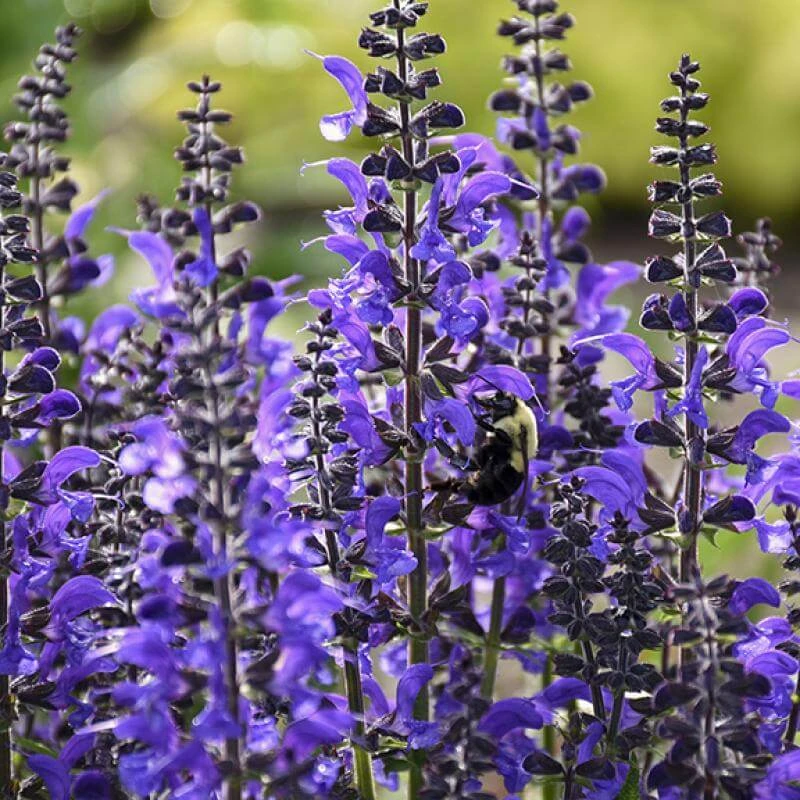 Color Spires® 'Indiglo Girl' Salvia Color Spires® 'Indiglo Girl' Salvia -Great Garden Plants Shop salvia indiglo girl 2 sw
