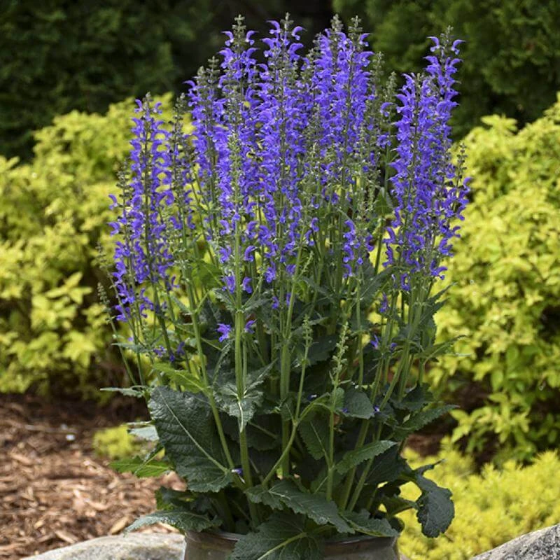 Color Spires® 'Indiglo Girl' Salvia Color Spires® 'Indiglo Girl' Salvia -Great Garden Plants Shop salvia indiglo girl 3 sw